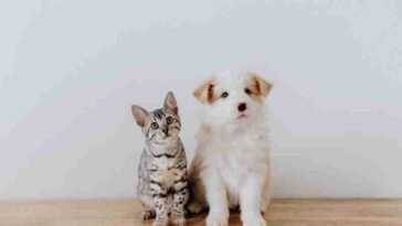 animali investimentimagazineit