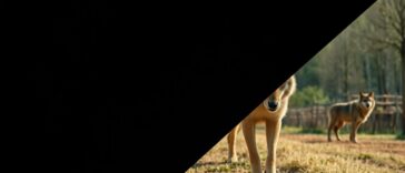 p2pplattformstart bitcoinabsdebut und wolfsangriff drei meldungen im uberblick 1771611638